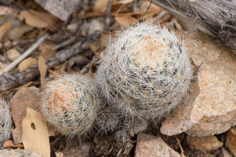 Pelecyphora dasyacantha subsp. chaffeyi photo 3