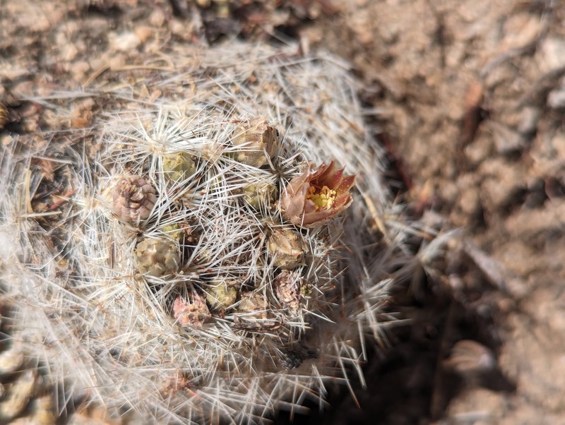 Pelecyphora dasyacantha subsp. chaffeyi photo 4