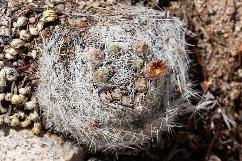 Pelecyphora dasyacantha subsp. chaffeyi photo 5