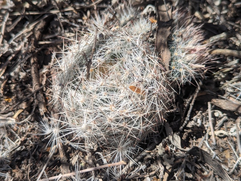 Pelecyphora dasyacantha subsp. chaffeyi photo 6