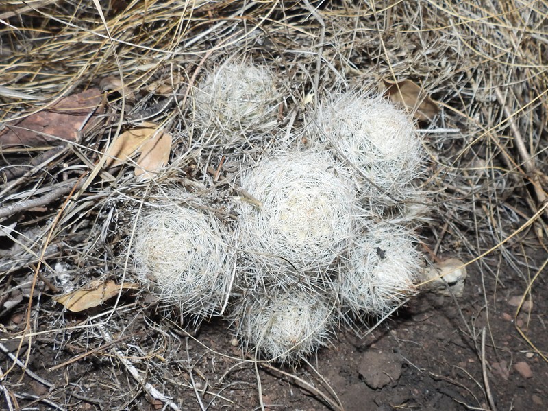 Pelecyphora dasyacantha subsp. chaffeyi photo 7