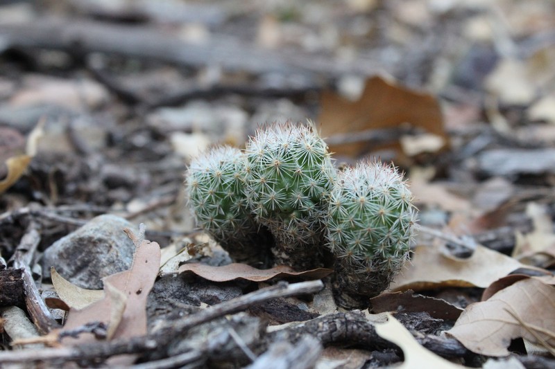 Pelecyphora dasyacantha subsp. chaffeyi photo 8