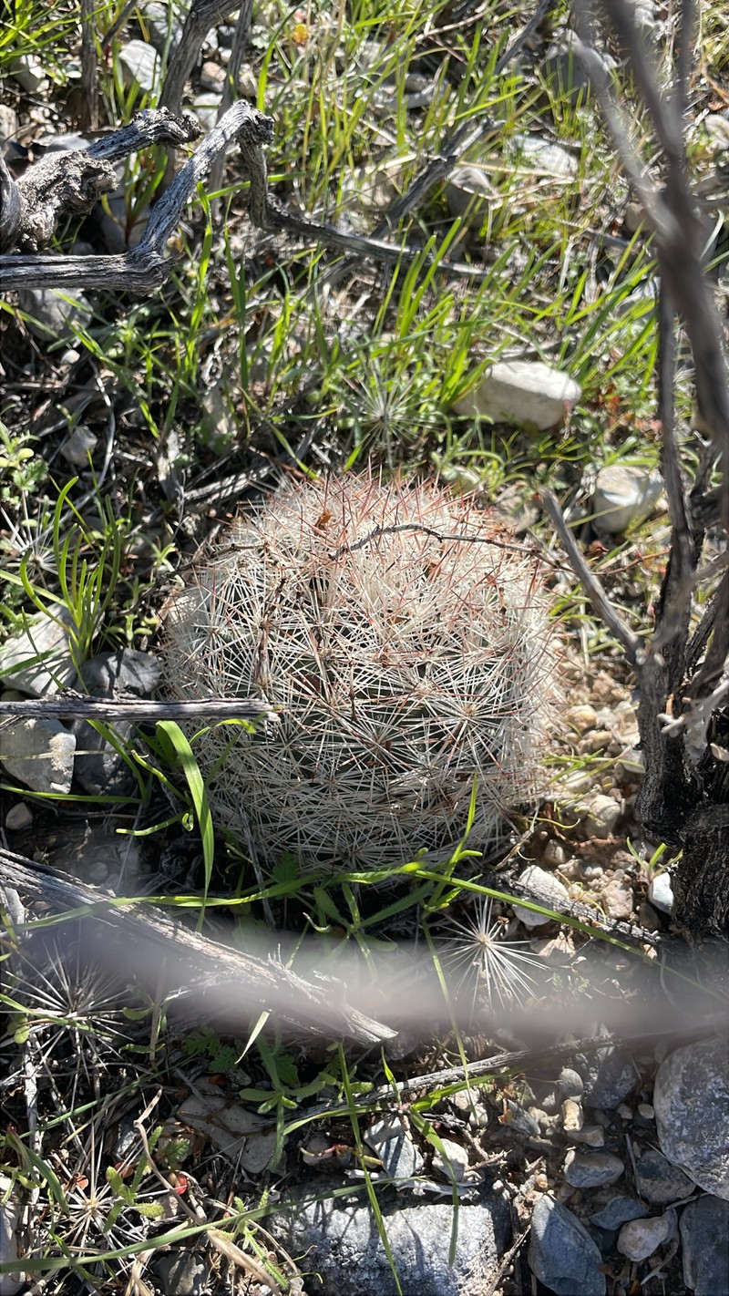 Pelecyphora dasyacantha subsp. dasyacantha photo 2