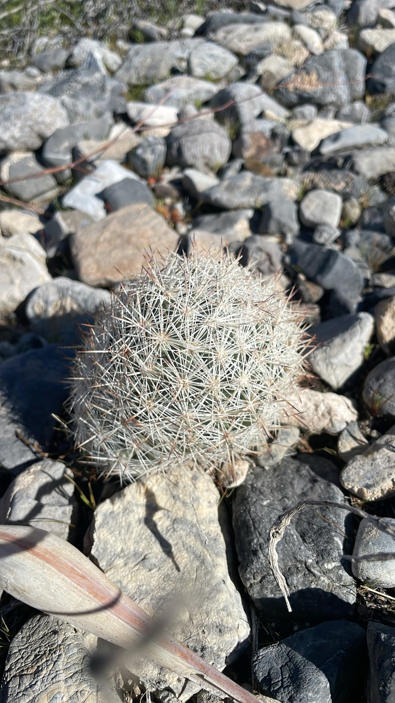 Pelecyphora dasyacantha subsp. dasyacantha photo 4