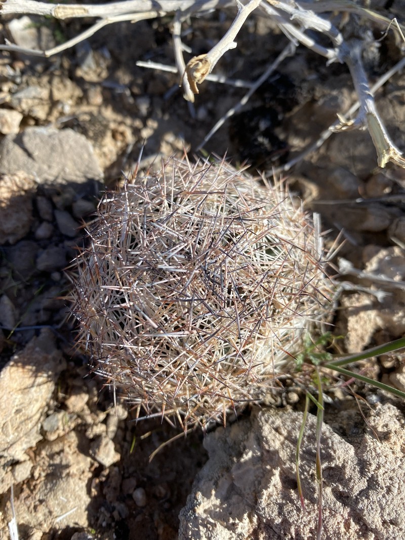 Pelecyphora dasyacantha subsp. dasyacantha photo 7