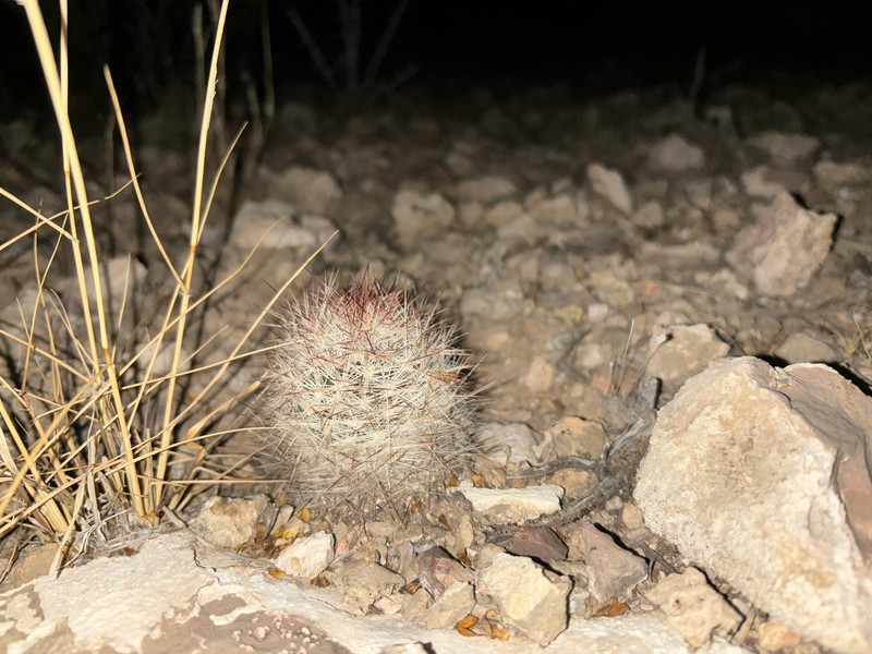 Duncan's Foxtail Cactus