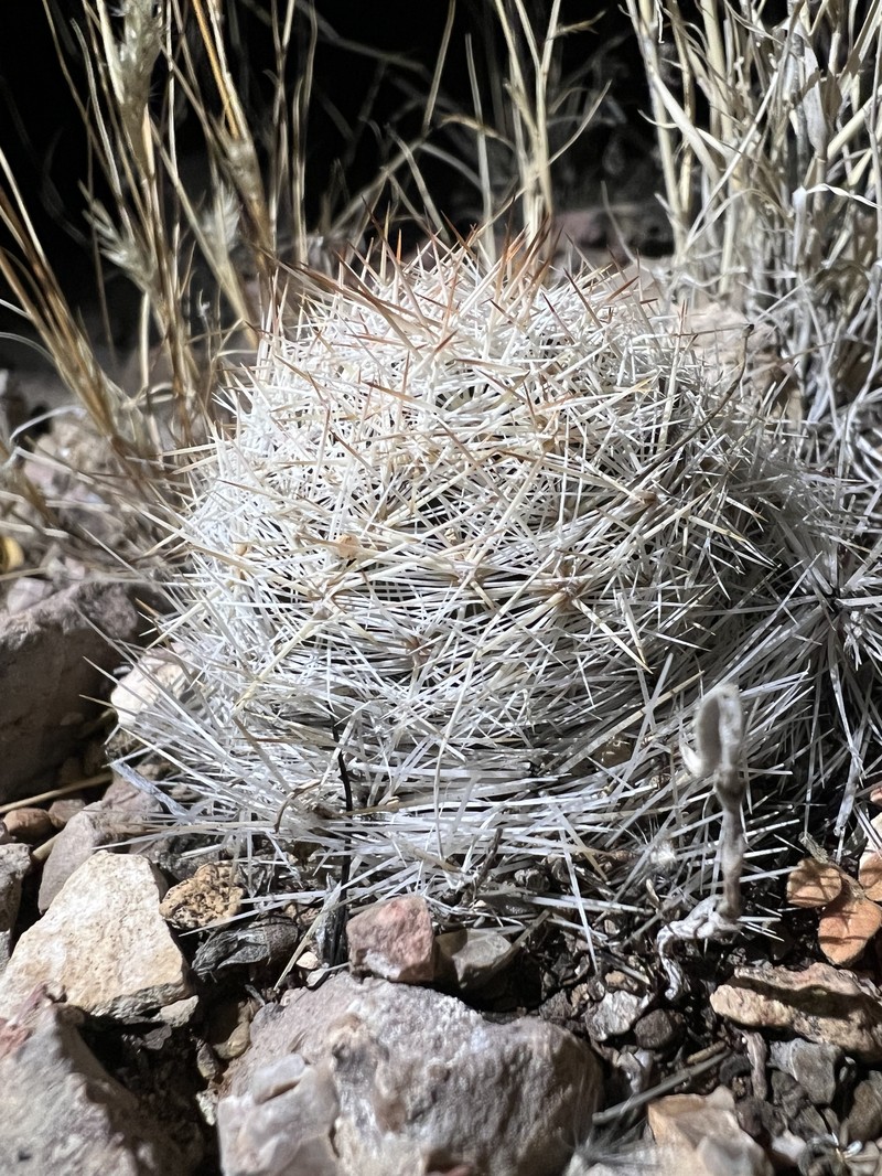 Duncan's Foxtail Cactus photo 2