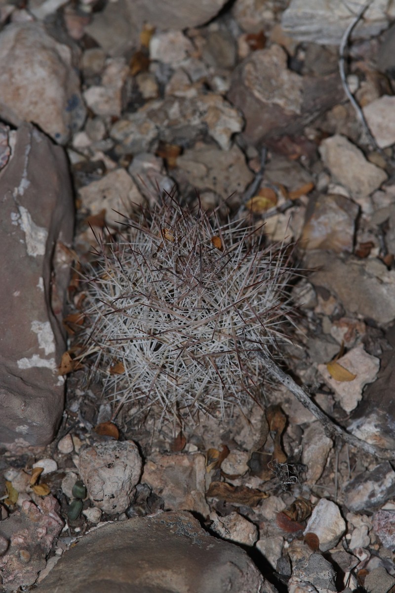 Duncan's Foxtail Cactus photo 3