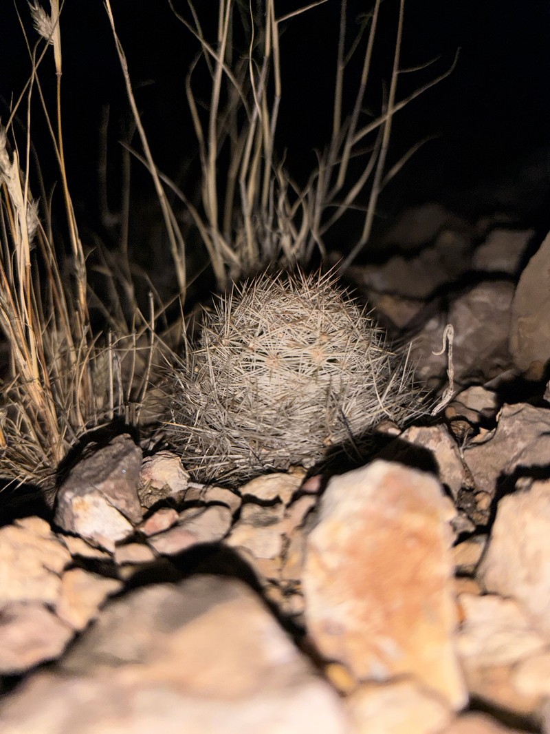 Duncan's Foxtail Cactus photo 4