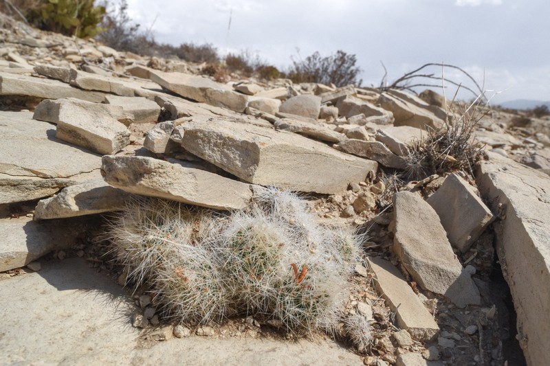 Duncan's Foxtail Cactus photo 5
