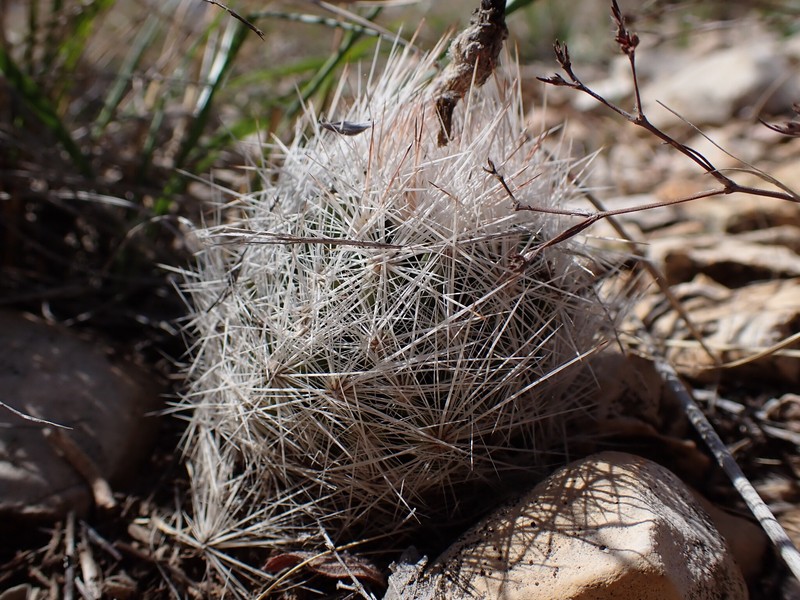 Duncan's Foxtail Cactus photo 6