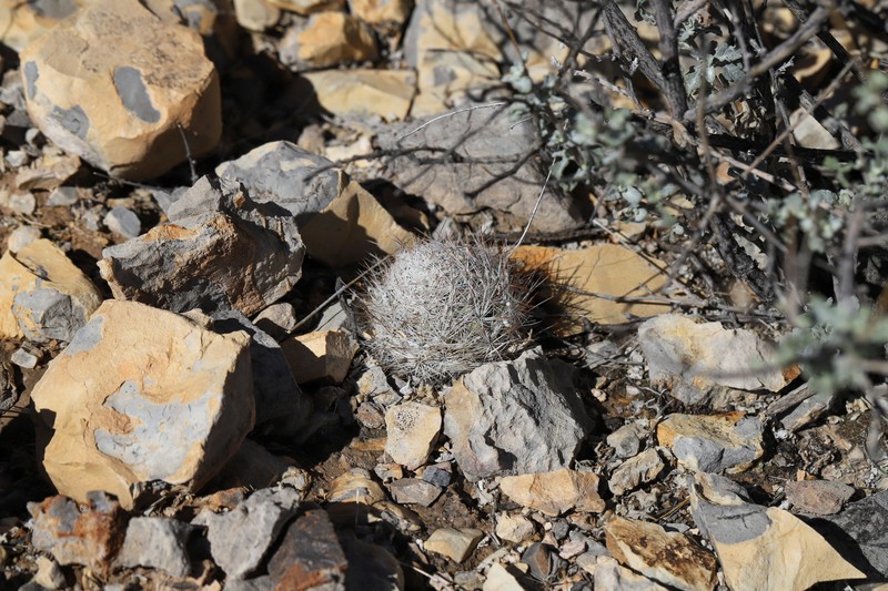 Duncan's Foxtail Cactus photo 7