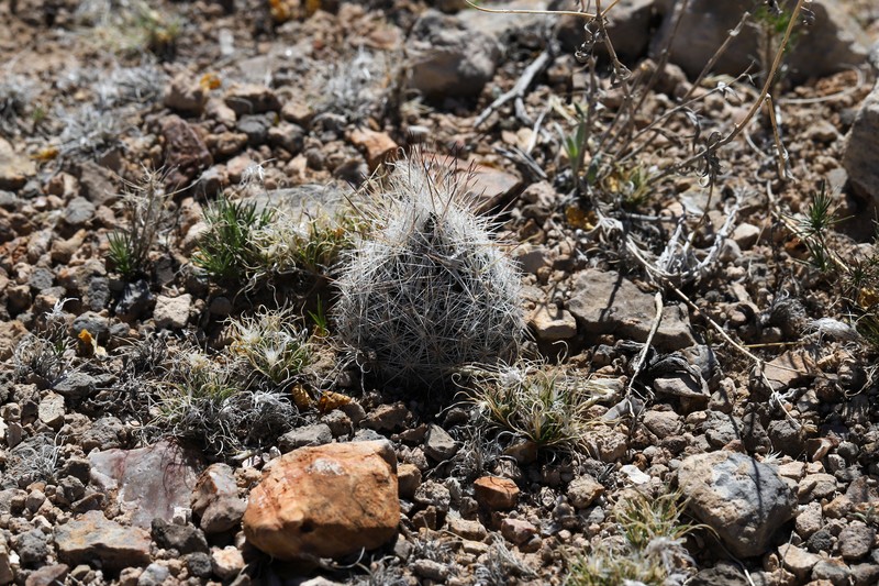 Duncan's Foxtail Cactus photo 8