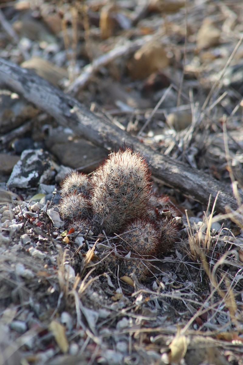 Junior Tom Thumb Cactus