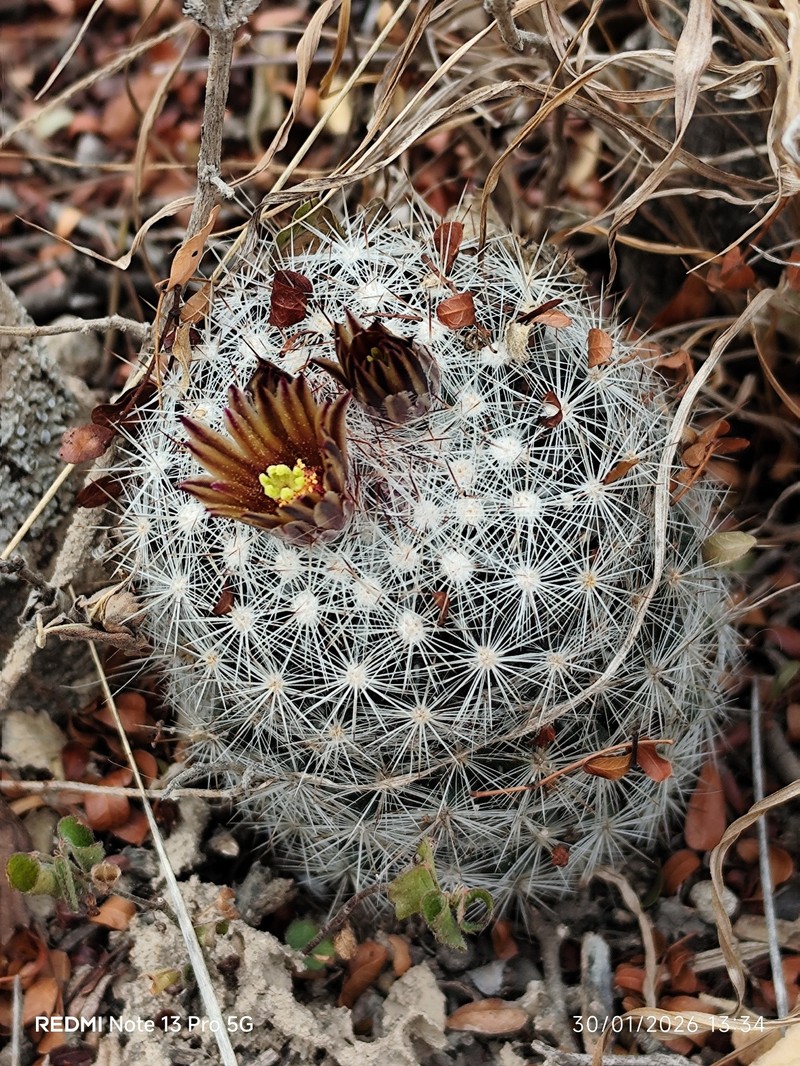 Junior Tom Thumb Cactus photo 2