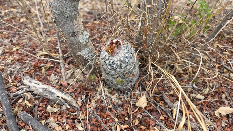 Junior Tom Thumb Cactus photo 3