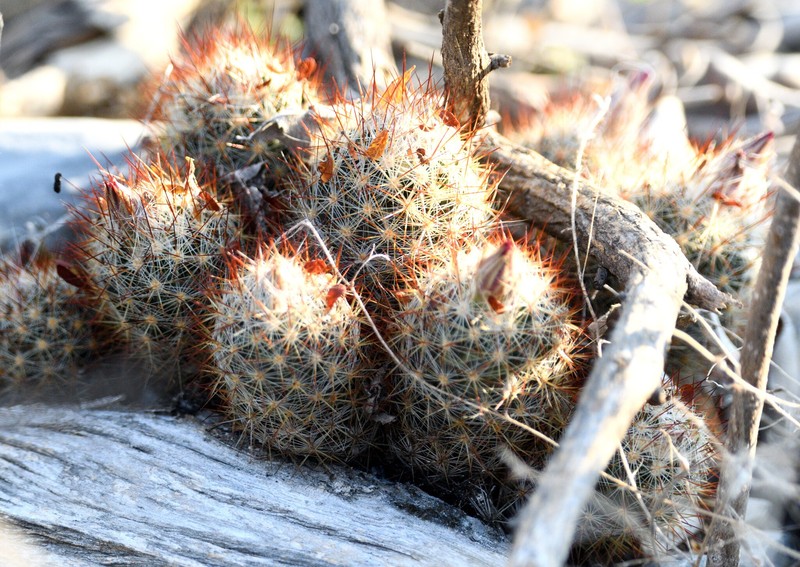 Junior Tom Thumb Cactus photo 4