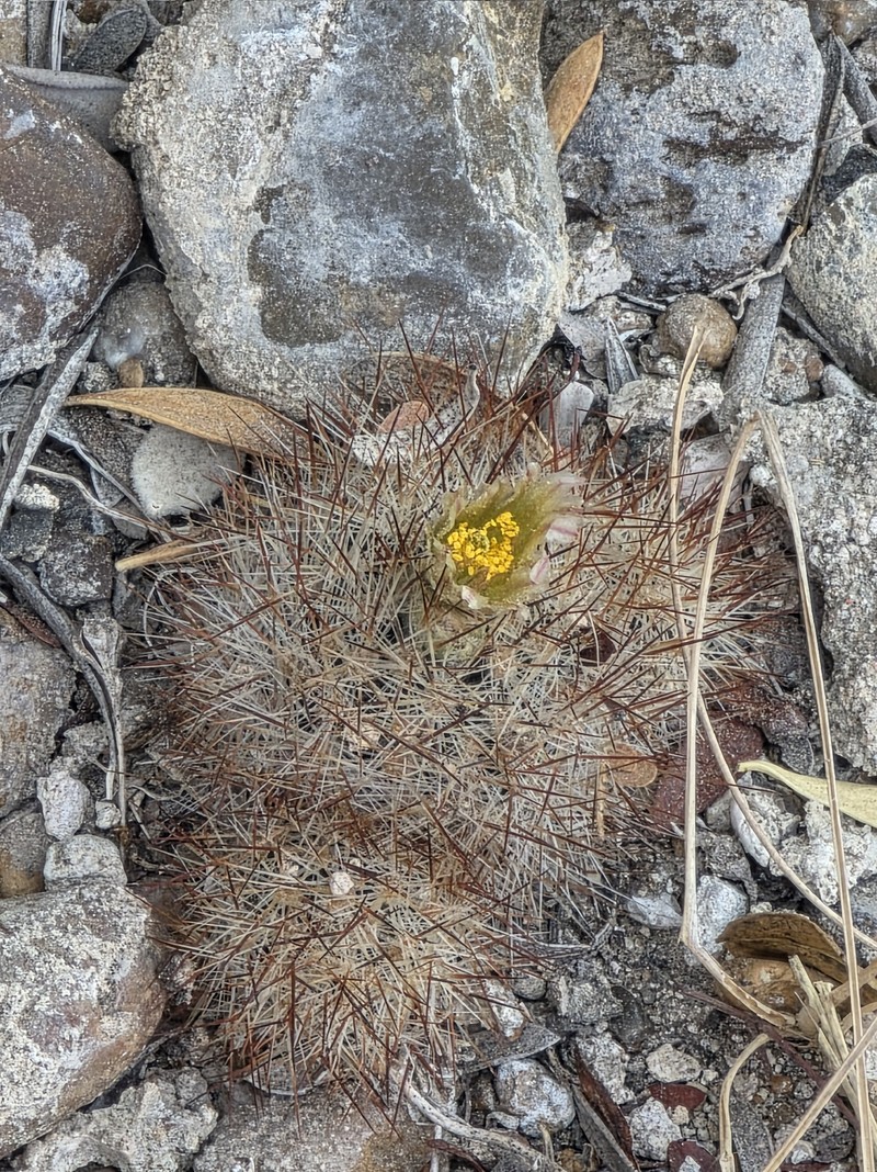 Junior Tom Thumb Cactus photo 5