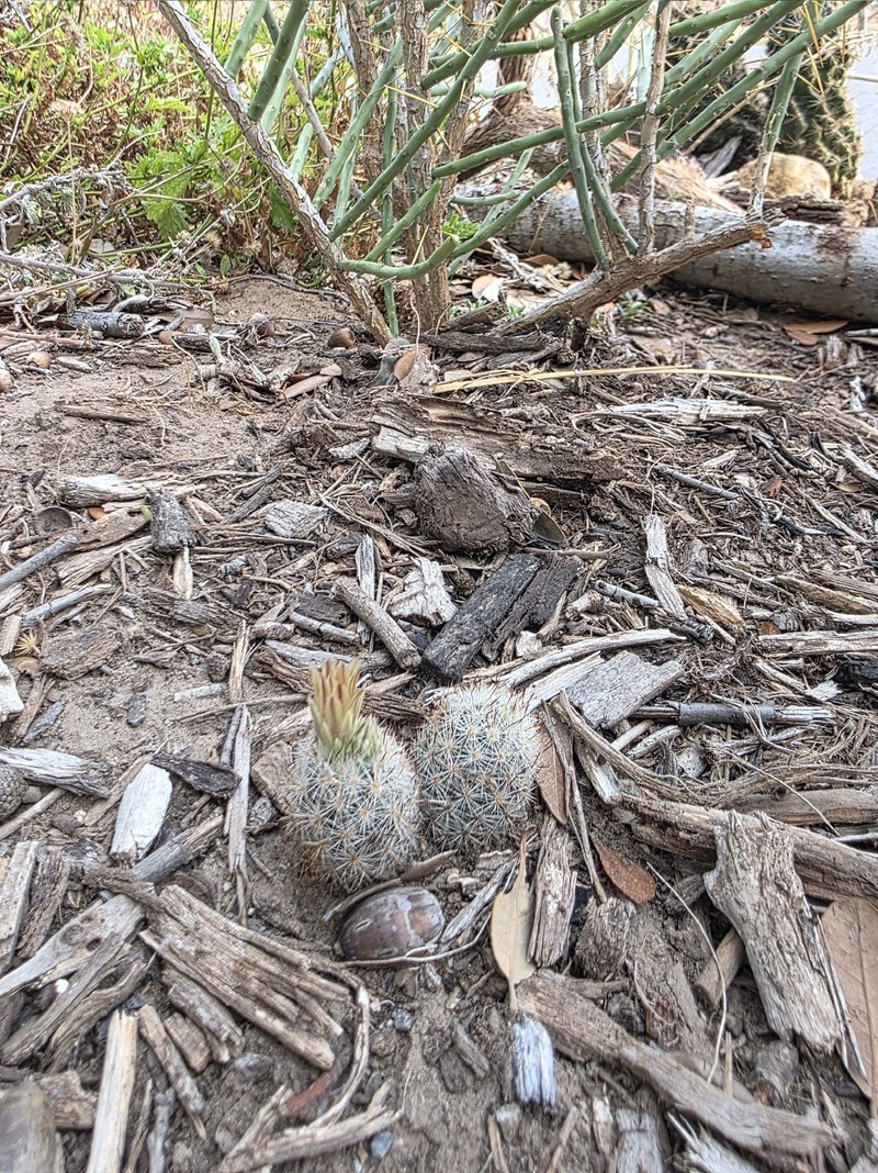 Junior Tom Thumb Cactus photo 6