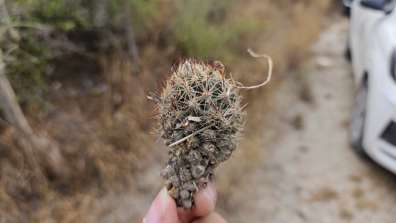Junior Tom Thumb Cactus photo 7