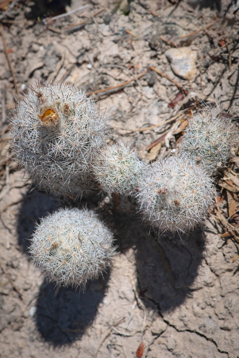 Junior Tom Thumb Cactus photo 8