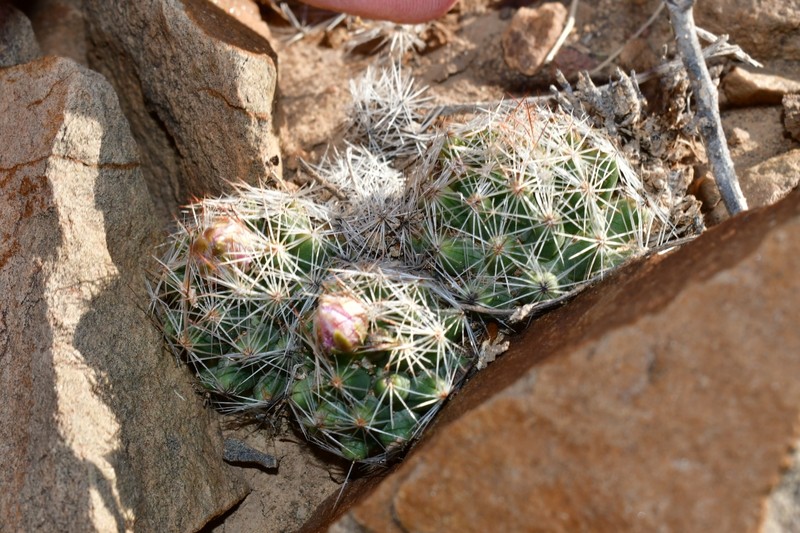 Hester's Foxtail Cactus photo 2