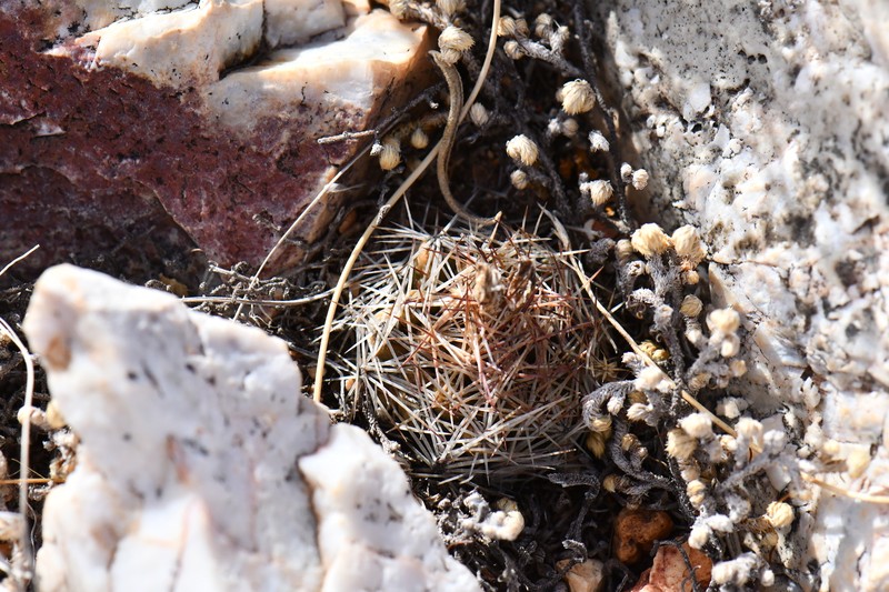 Hester's Foxtail Cactus photo 4