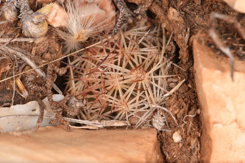 Hester's Foxtail Cactus photo 7