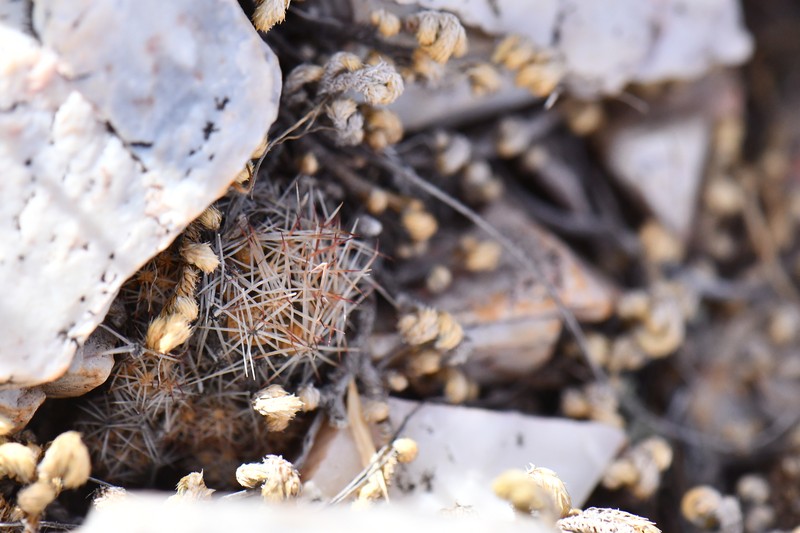 Pelecyphora hesteri subsp. hesteri photo 5
