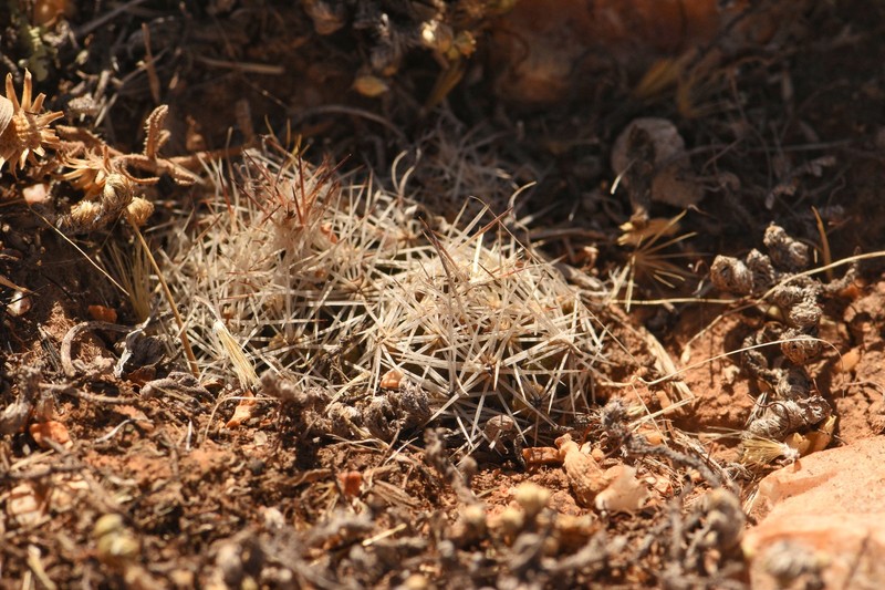 Pelecyphora hesteri subsp. hesteri photo 6