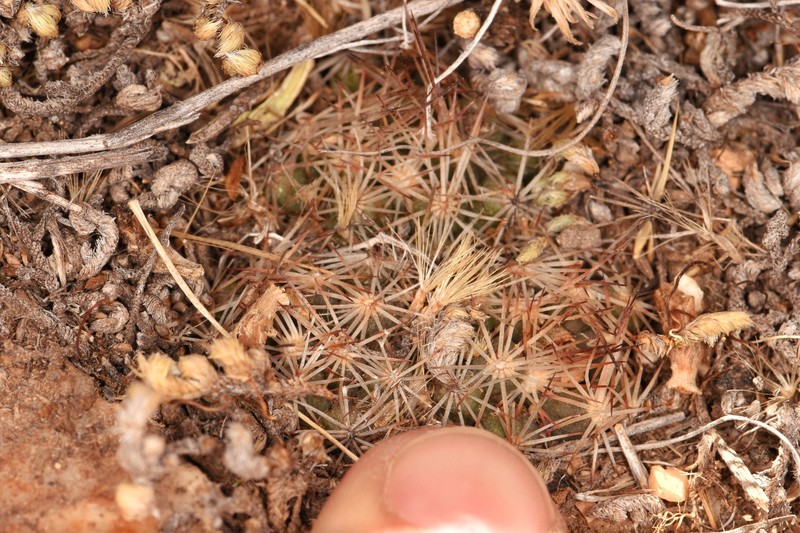 Pelecyphora hesteri subsp. hesteri photo 8