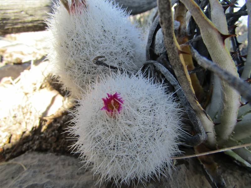 Pelecyphora laredoi