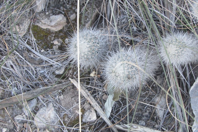 Pelecyphora laredoi photo 2