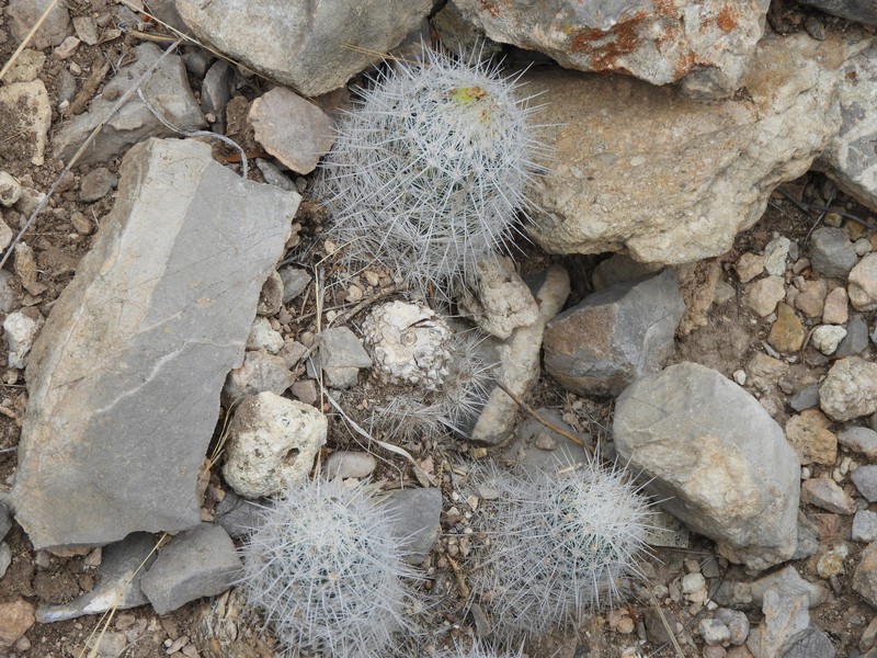 Pelecyphora laredoi photo 3