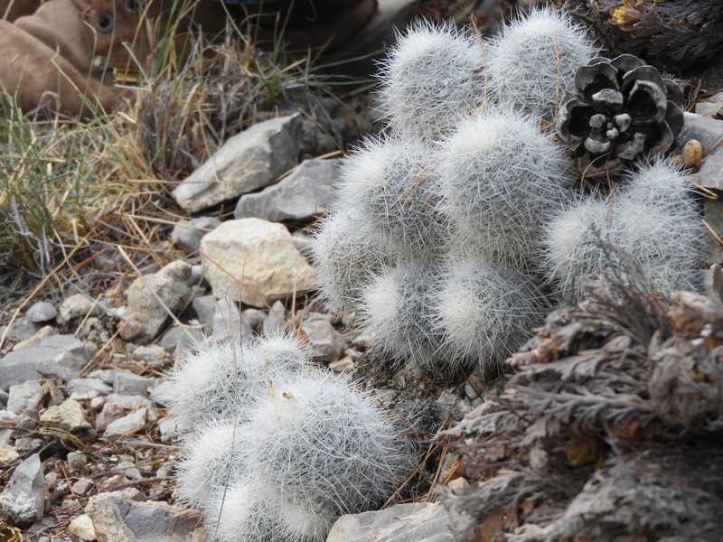 Pelecyphora laredoi photo 4