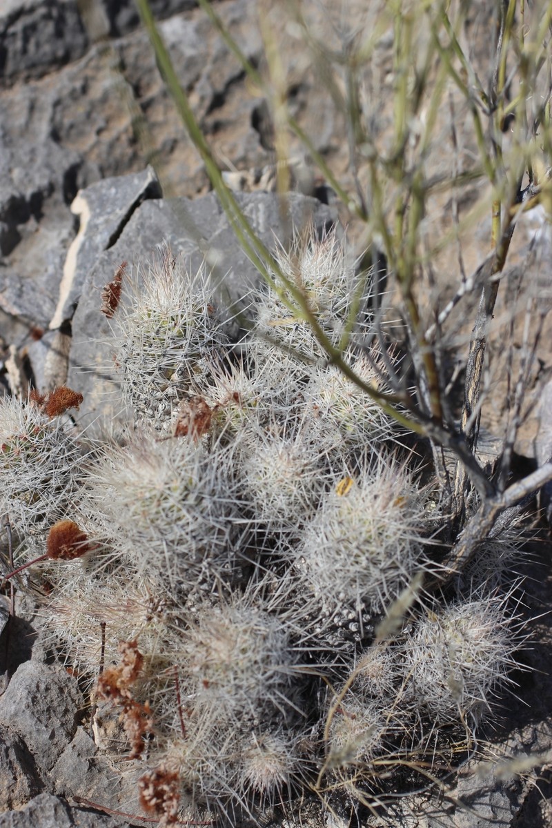Pelecyphora lloydii