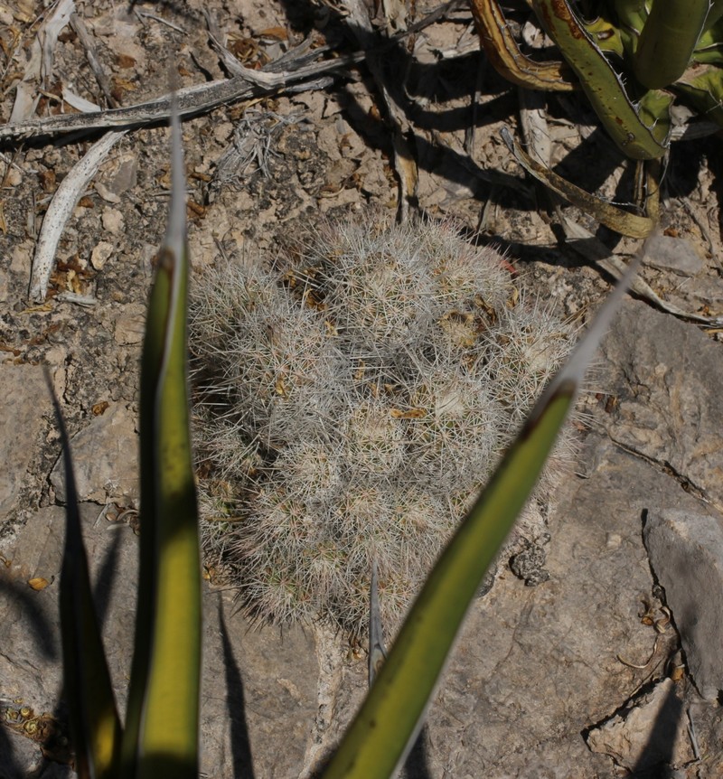 Pelecyphora lloydii photo 2