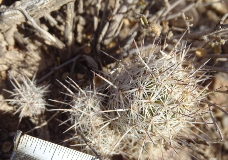Pelecyphora lloydii photo 3