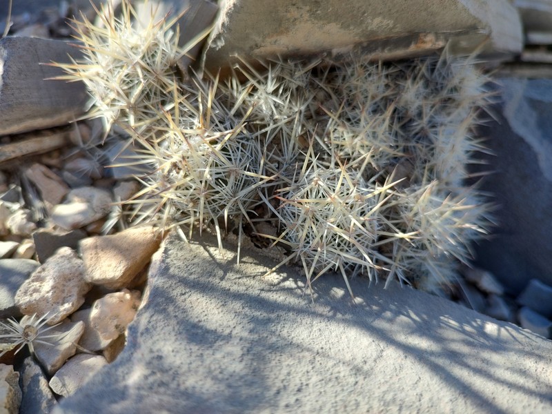 Pelecyphora lloydii photo 4