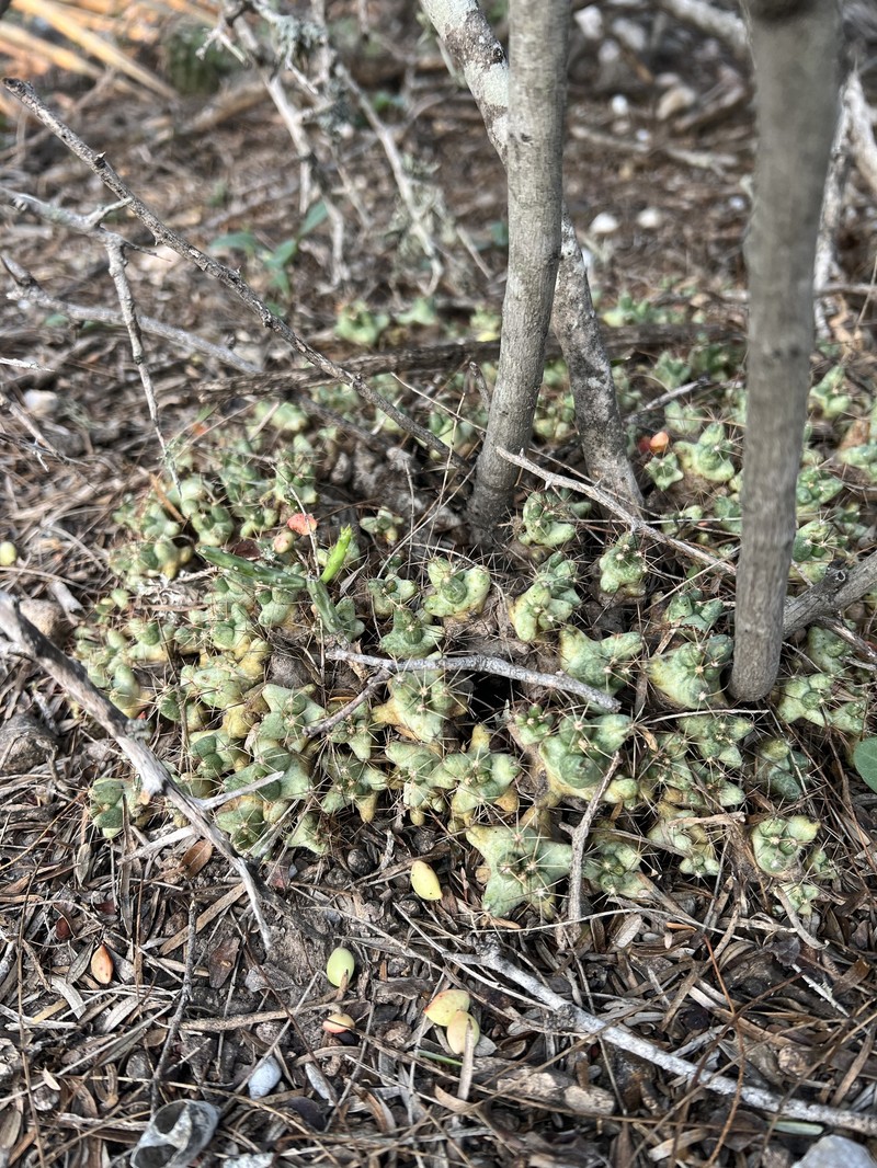 Nipple Beehive Cactus photo 2