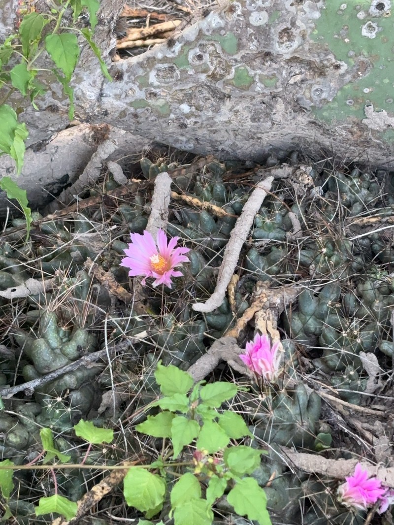 Nipple Beehive Cactus photo 5