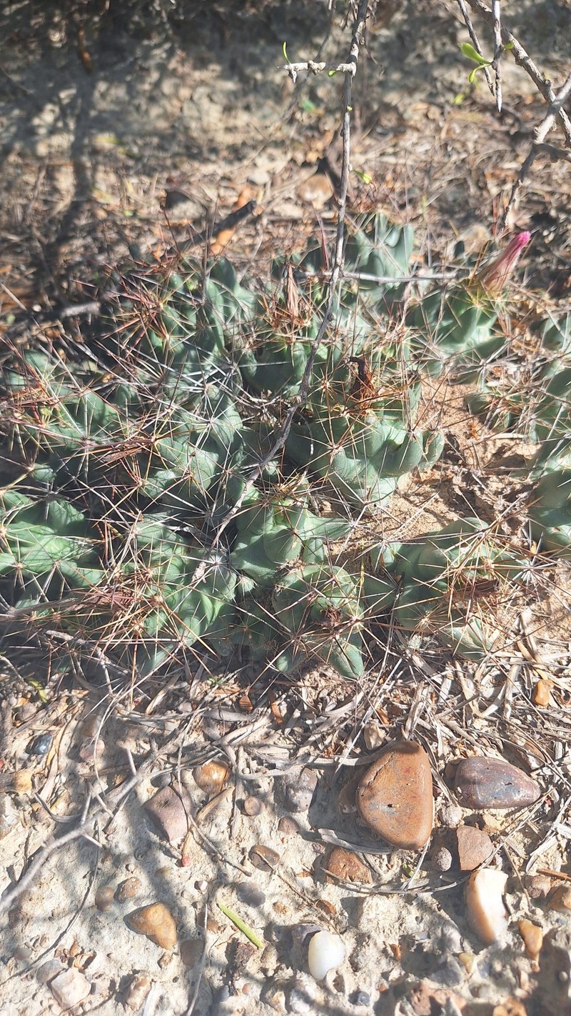 Nipple Beehive Cactus photo 8