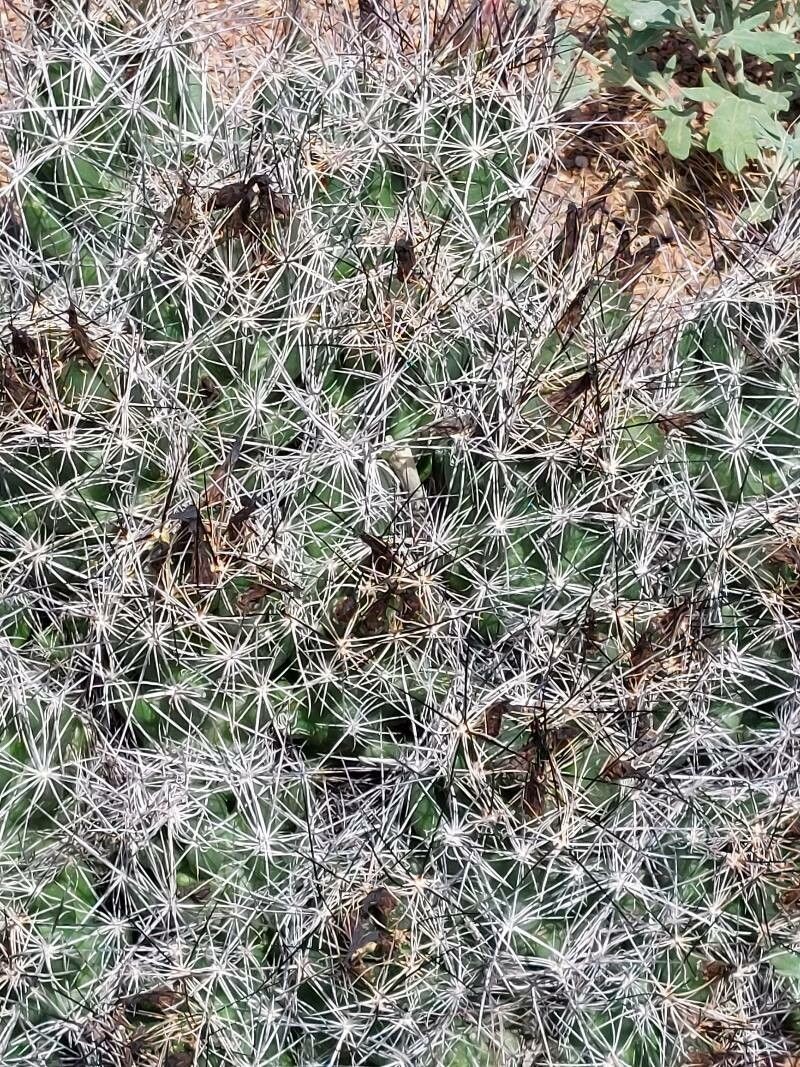 Pelecyphora macromeris subsp. macromeris