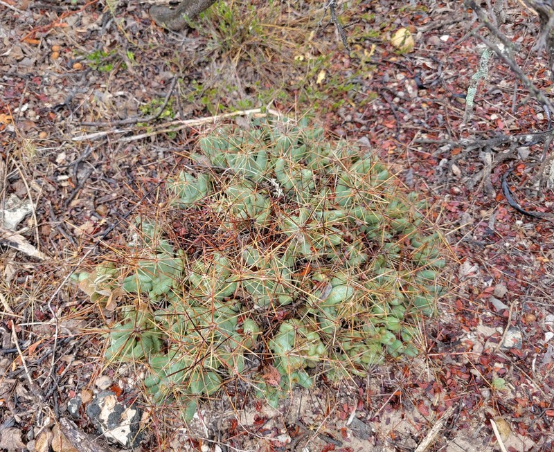 Pelecyphora macromeris subsp. runyonii photo 3