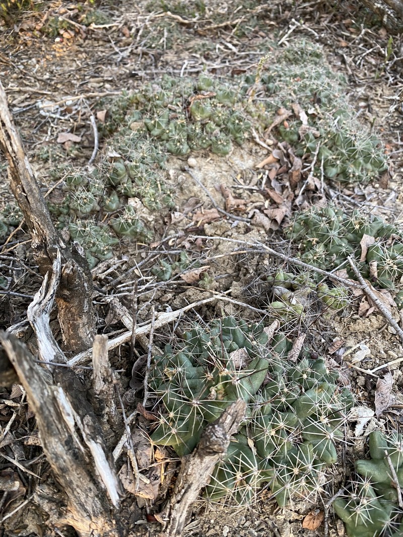 Pelecyphora macromeris subsp. runyonii photo 4