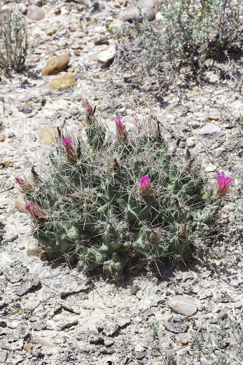 Pelecyphora macromeris subsp. runyonii photo 6