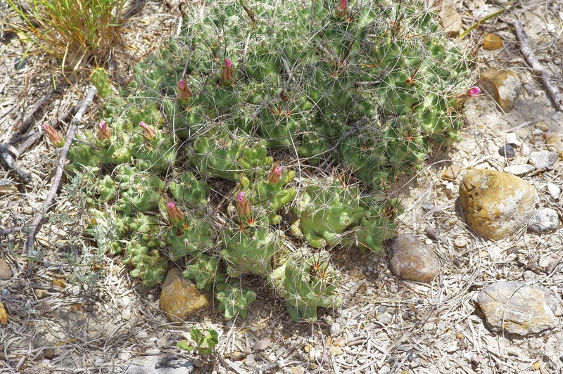 Pelecyphora macromeris subsp. runyonii photo 7