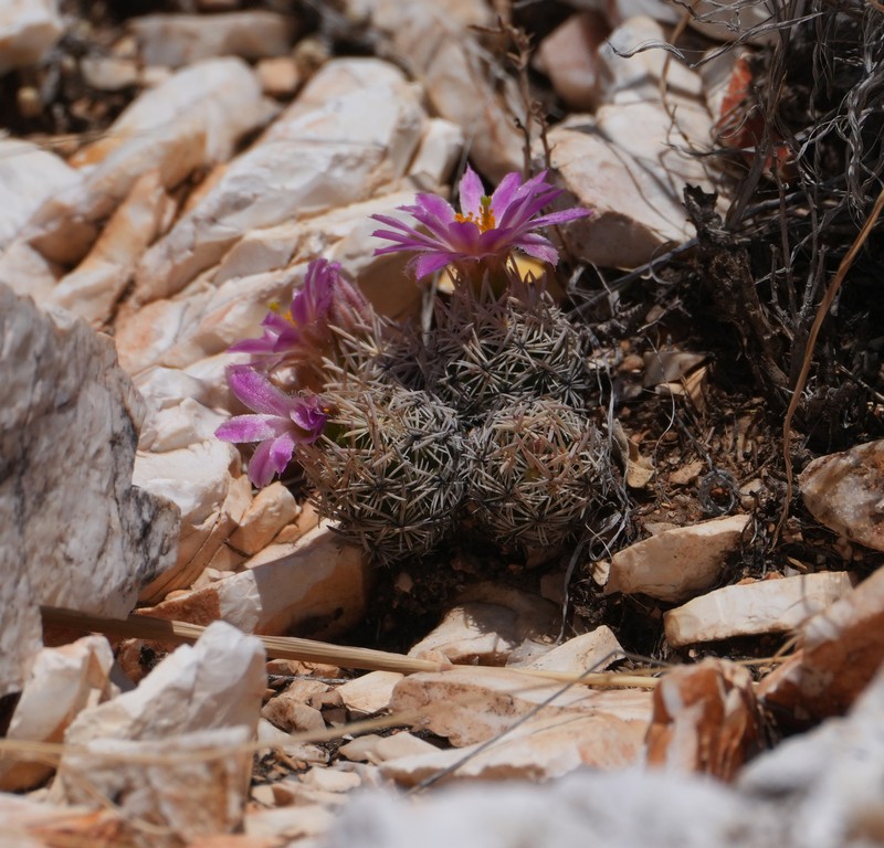 Nellie Cory Cactus photo 3