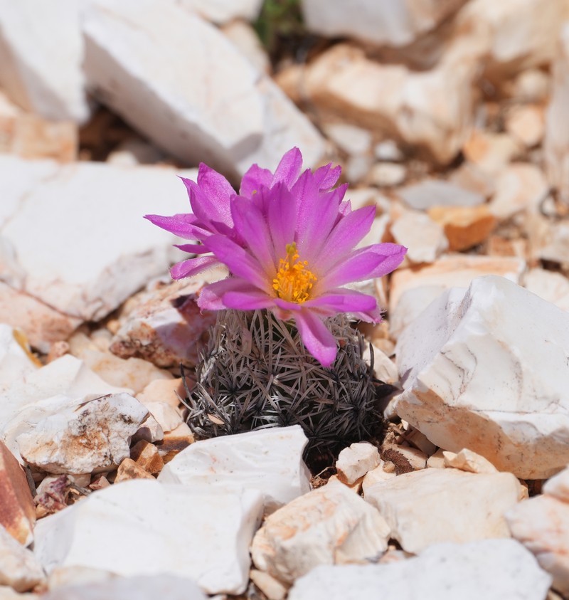 Nellie Cory Cactus photo 4
