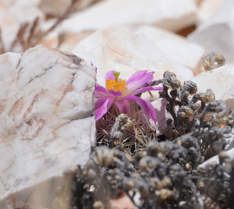 Nellie Cory Cactus photo 5